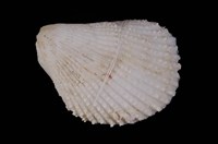 藏品(大白狐蛤)的圖片